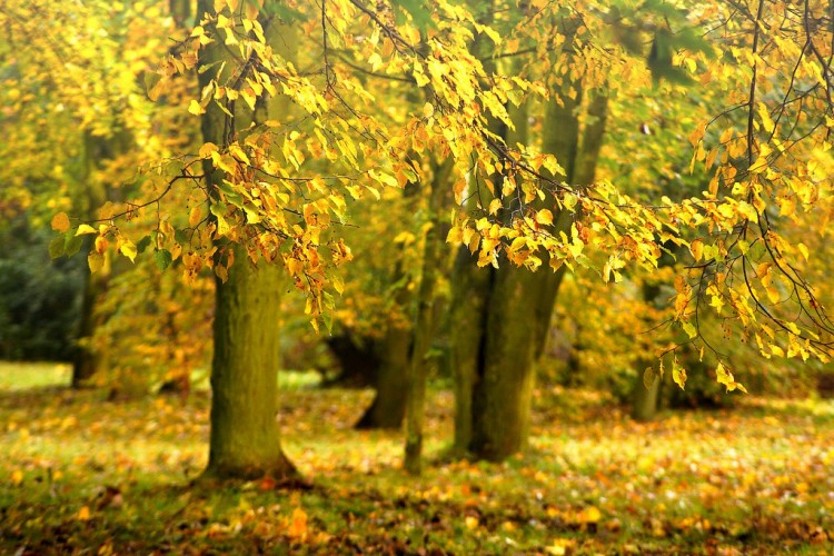Piękna polska jesień